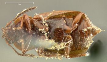 Media type: image;   Entomology 7366 Aspect: habitus ventral view